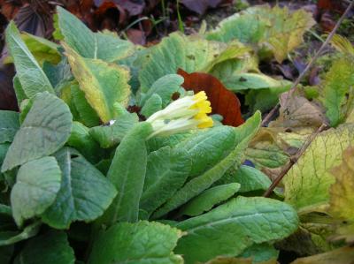 Allerheiligen-2013-045