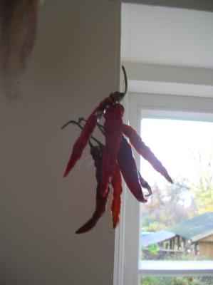DSCN5085