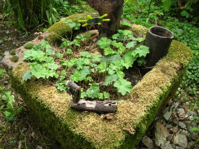 Schnitterin-2010-007