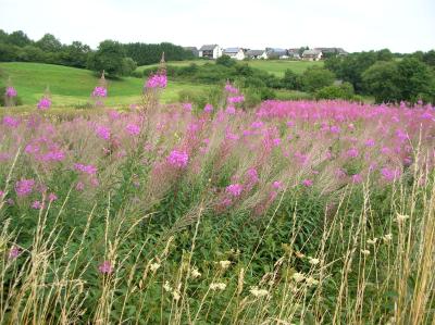 Schnitterin-2010-019