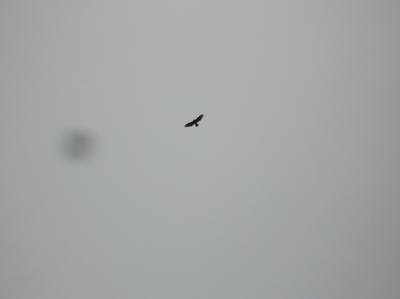 Schnitterin-2010-031