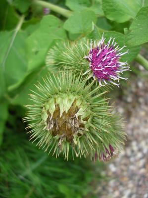 Schnitterin-2010-0401