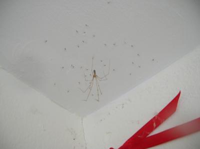 Schnitterin-2010-053