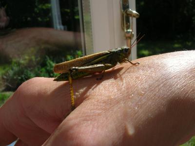 Schnitterin-2010-057