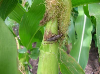 Schnitterin-2010-085