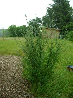 Schnitterin-2011-001