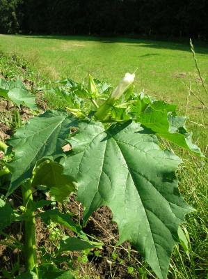 Schnitterin-2011-012