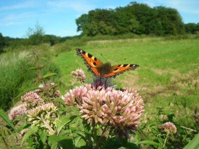 Schnitterin-2011-017