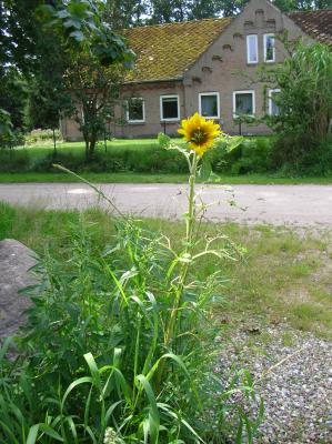 Schnitterin-2011-019