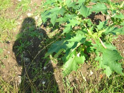 Schnitterin-2011-026