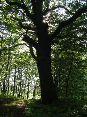 Schnitterin-2011-027