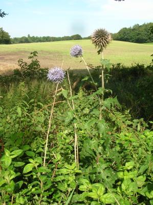 Schnitterin-2011-039