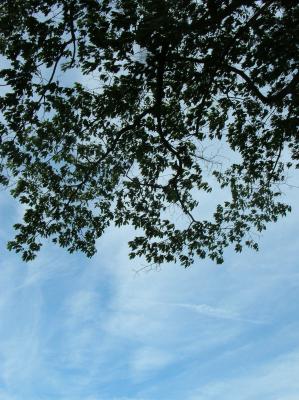 Schnitterin-2011-046