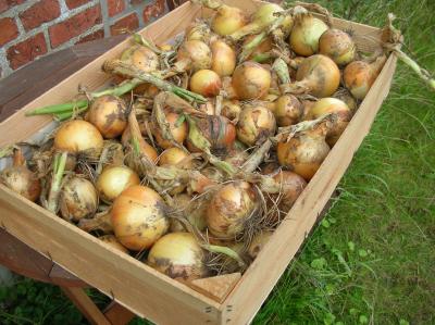 Schnitterin-2011-055