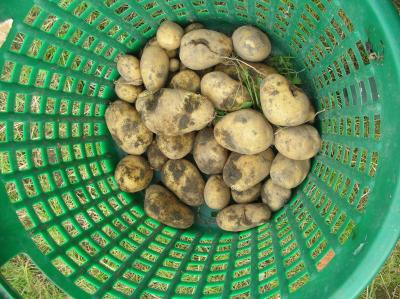 Schnitterin-2011-056