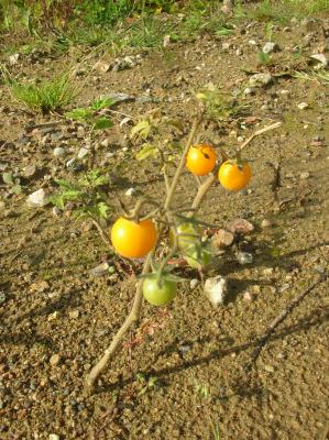 Schnitterin-2011-063