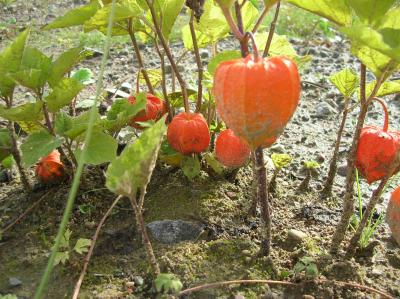 Schnitterin-2011-065