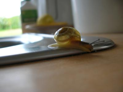 Schnitterin-2011-073