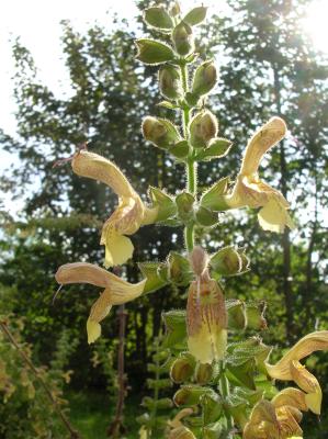 Schnitterin-2011-083