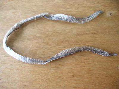 Schnitterin-2012-103