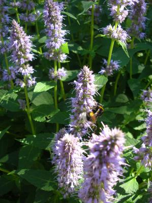 Schnitterin-2013-002