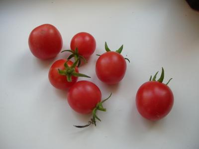 Schnitterin-2013-016