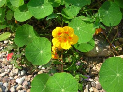 Schnitterin-2013-027