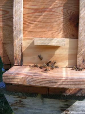 Schnitterin-2013-030