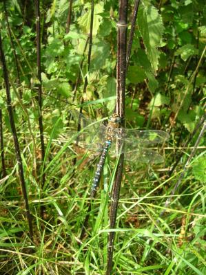 Schnitterin-2013-042