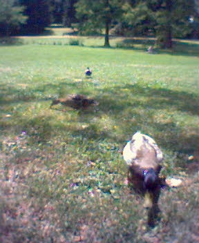 enten im park