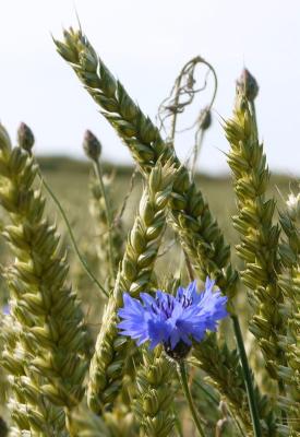kornblume