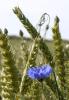 kornblume