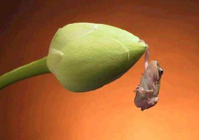 Frosch