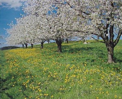 Frühling