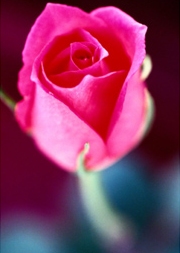 Valentinsrose