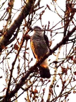 oder-bussard