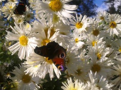 herbstschmetterlinge