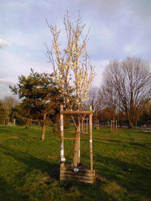 rene-claude-baeumchen-leuchten