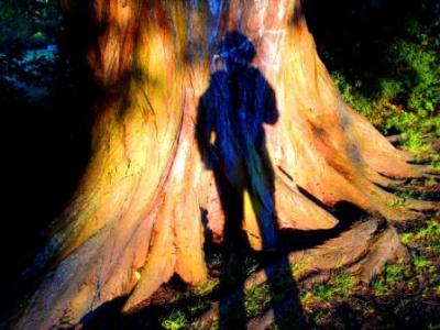 tag-und-nacht-und-holz-und-schatten