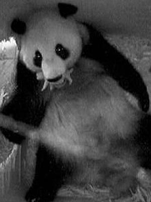 panda