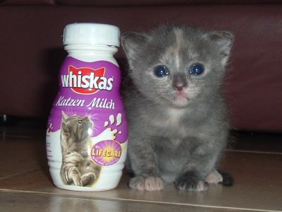 whiskas-20catmilk