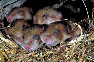 Kleinfeldhamsters am schlafen Kleinfeldhamsters am schlafen