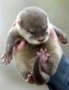 Otterbaby