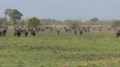 Bueffelherde1