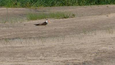 afriacan-skimmer-jil