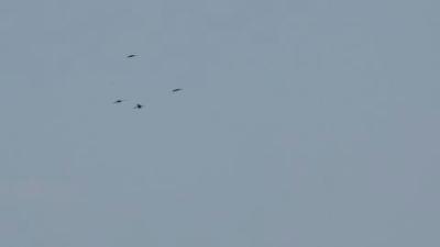 african-open-billded-stork