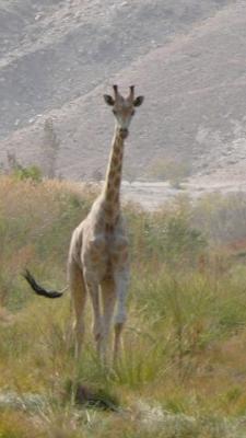 giraffe