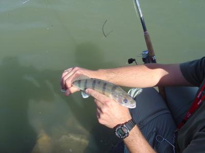 ...der Bann ist gebrochen! Der erste Zander!