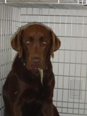 das war die erste Laube, die ich dem Hund gegeben habe...er weiss nicht so recht, was er damit anfangen soll...