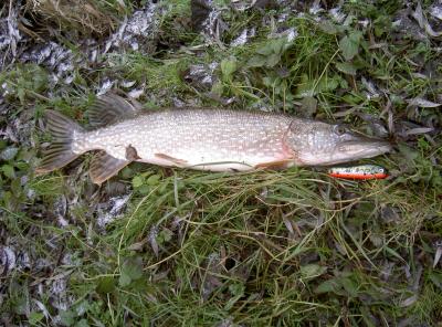 Hecht und Piketime Buffalo